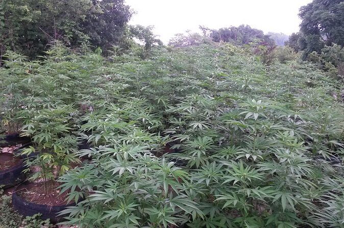 Stepping High Mountain Rastafari Herbs Tour - Transportation, Price, and Duration