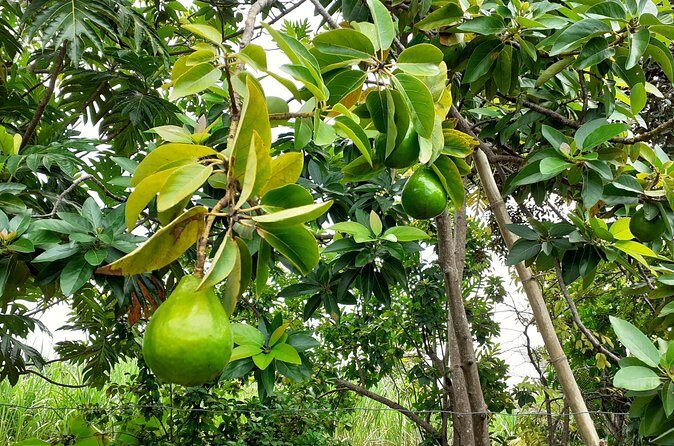 Stepping High Mountain Rastafari Herbs Tour - Who Will Love This Tour?
