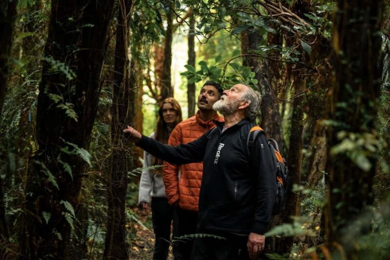 Stewart Island: Guided Wilderness Walk - An In-Depth Look at Stewart Island’s Wilderness Walk