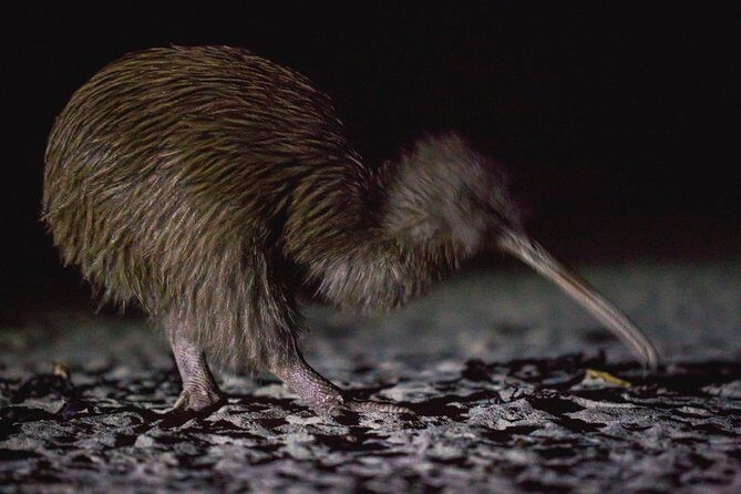 Stewart Island Wild Kiwi Experiences - The Sum Up