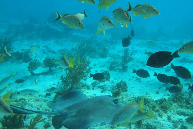 Stingray City and Snorkel Tour With Lunch - Who Will Love This Tour?