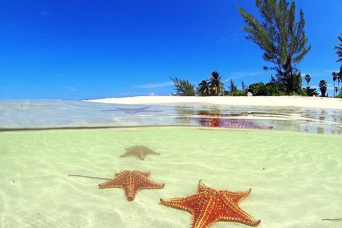 Stingray City and Starfish Experience with Coral Reef Snorkeling - Exploring the Stingray City and Starfish Experience with Coral Reef Snorkeling: A Detailed Look