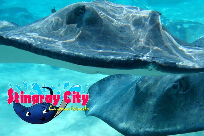 Stingray City and Starfish Experience with Coral Reef Snorkeling - Authentic Experiences and Traveler Impressions