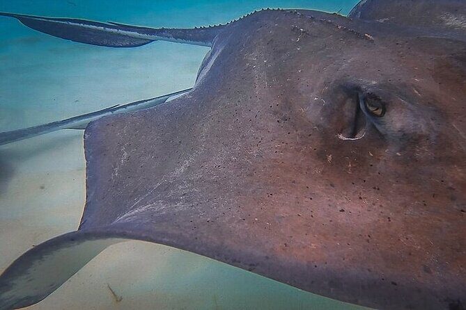 Stingray City Catamaran Sunset Tour - Who Would Love This Tour
