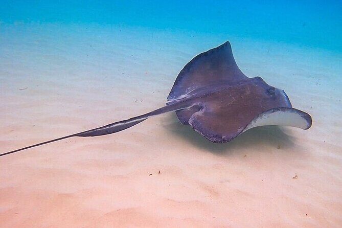 Stingray City Catamaran Sunset Tour - Frequently Asked Questions