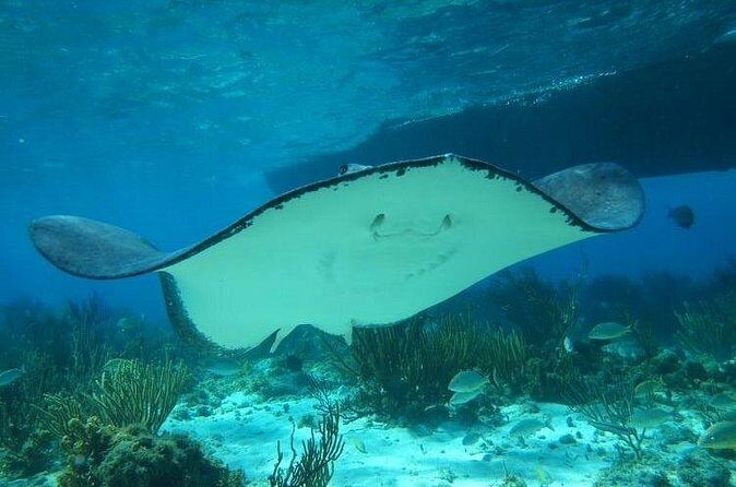 Stingray City Experience Plus One Snorkeling Stop - The Customer Experience: What Travelers Say