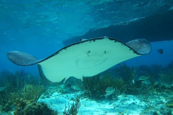 Stingray City Experience Plus One Snorkeling Stop - The Sum Up: Who Will Love This Tour?