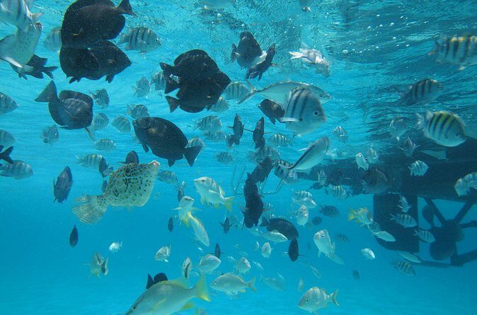 Stingray City Experience Plus One Snorkeling Stop - FAQ