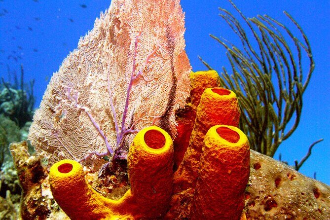 Stingray Sandbar, Snorkeling, and Starfish Point - The Practical Side: Details That Matter
