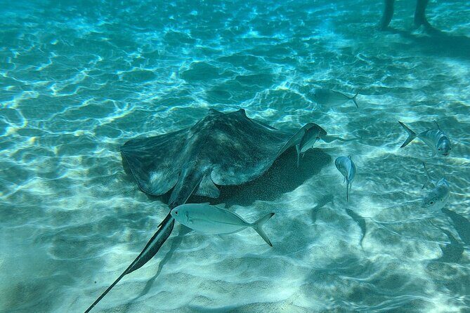 Stingray Sandbar, Snorkeling, and Starfish Point - Authentic, Fun, and Family-Friendly