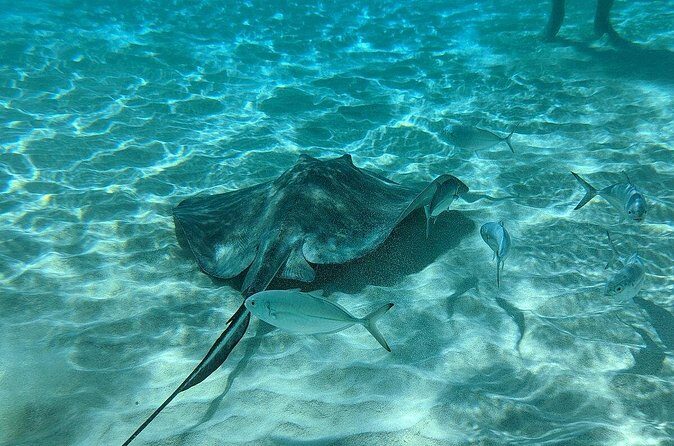 Stingray Sandbar, Snorkeling, and Starfish Point - Final Thoughts