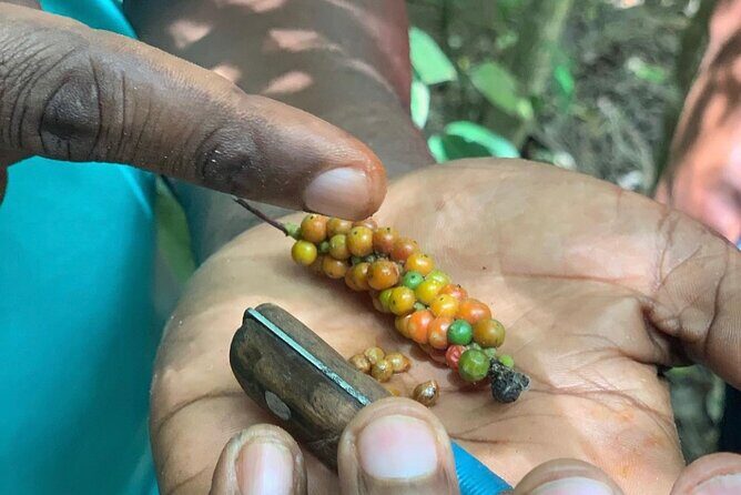 STONE TOWN and SPICE FARM TOUR ( Lunch Included ) - The Sum Up