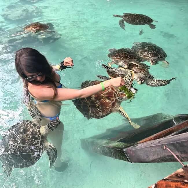 Stone Town, Jozani Forest, Sea Turtles & The Rock Restaurant - Exploring Zanzibar’s Best: Stone Town, Jozani Forest, Sea Turtles & The Rock Restaurant