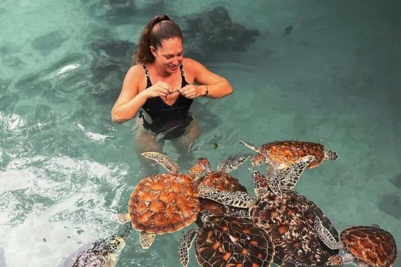 Stone Town, Jozani Forest, Sea Turtles & The Rock Restaurant - Key Points