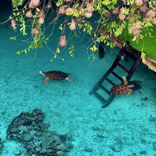 Stone Town, Jozani Forest, Sea Turtles & The Rock Restaurant - Practical Details and Tips