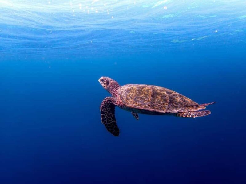 Stone Town Tour, Lunch Break, Swim with Turtle, Kendwa Beach - The Value for Money