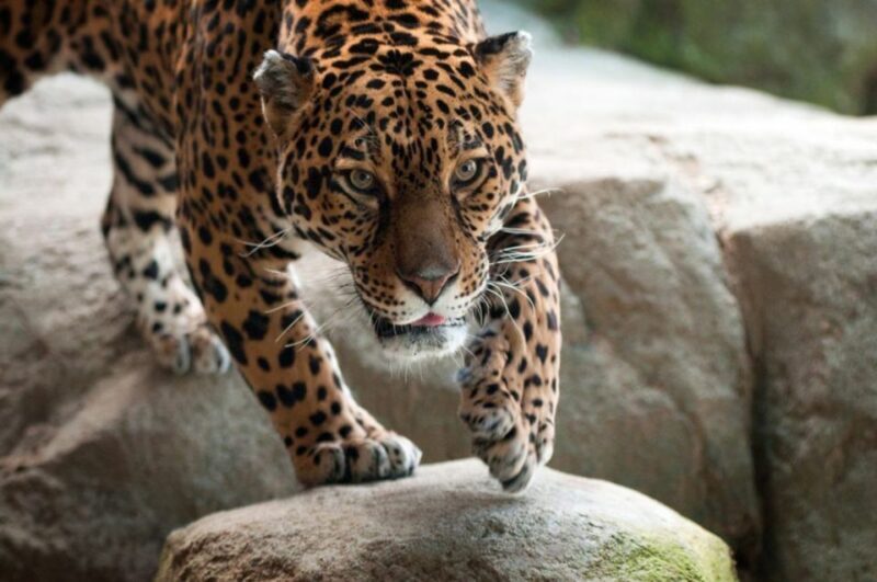 Stoneham, Massachusetts: Stone Zoo Entry Ticket - Key Points