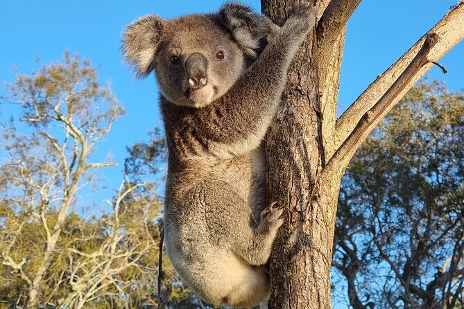Stradbroke Island Eco Day Trip from Brisbane Wildlife & Beaches - Key Points