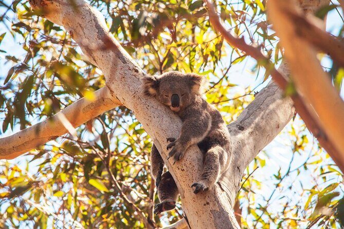 Stradbroke Island Eco Day Trip from Brisbane Wildlife & Beaches - The Sum Up