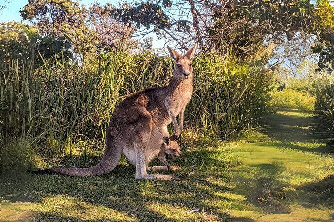 Stradbroke Island Eco Day Trip from Brisbane Wildlife & Beaches - FAQs