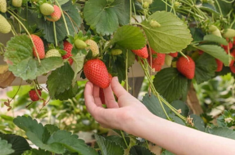 Strawberry & Mt.Gamaksan & Eunpyeong Hanok & Chorigol 164 - Exploring Eunpyeong Hanok Village: A Cultural Escape