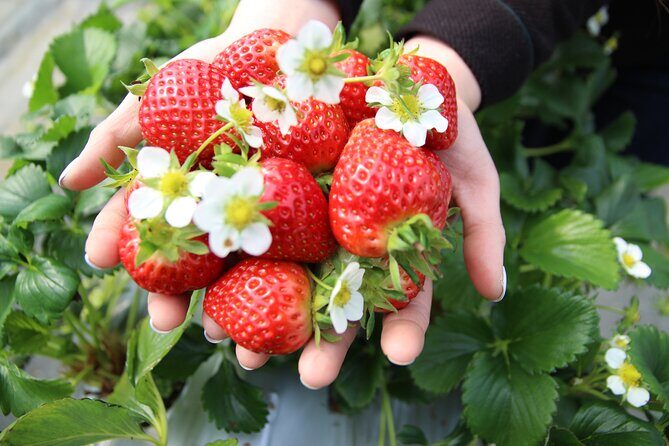 Strawberry & Nami Island & Railbike Trip (+ Opt. Korean Garden) - What’s Included and What You Should Know