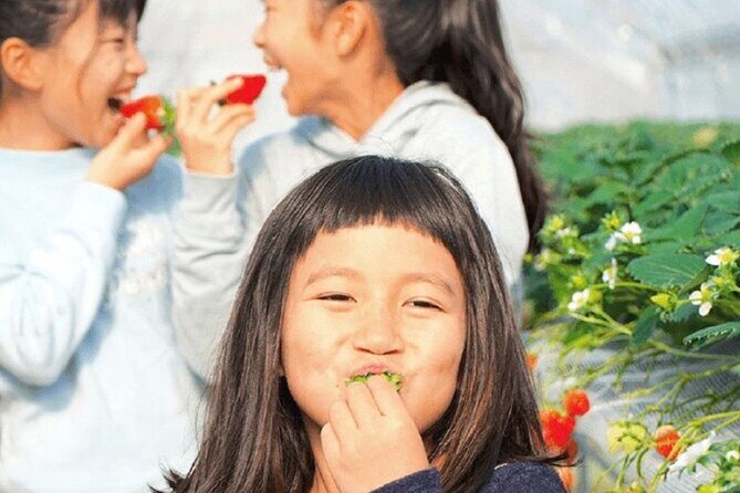 Strawberry Picking and Exploring Beautiful City of Tamba Sasayama - Final Thoughts: Is It Worth It?