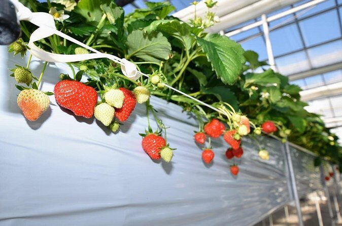 Strawberry Picking and Snow experience at Mt Fuji ski resort for VIP - Real Traveler Insights and Practical Tips