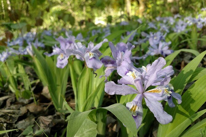 Stroll Back in Time Smokies History Streams and Forest Hike - An In-Depth Look at the Smokies History Streams and Forest Hike