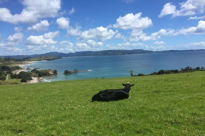 Stunning Auckland East Coast Walk & Wine Private Tour - Why This Tour Stands Out