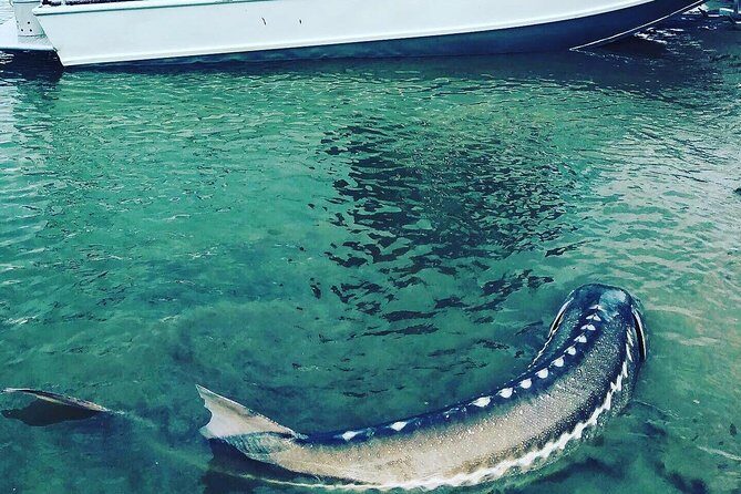 Sturgeon fishing on the Fraser river - An Introduction to the Fraser River Sturgeon Fishing Tour