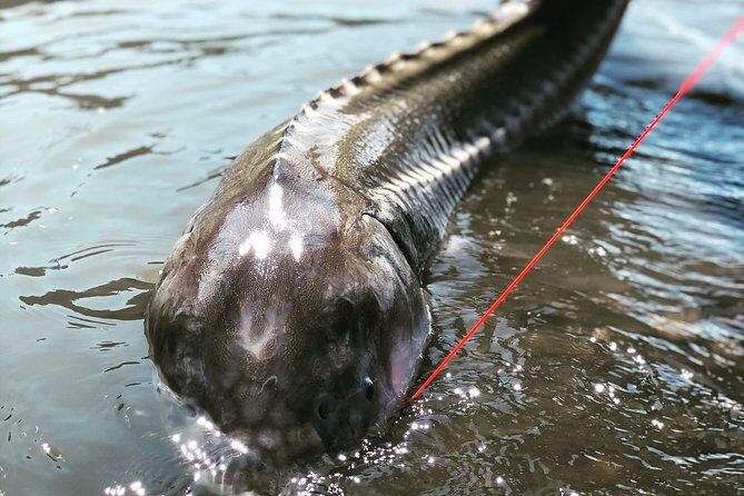 Sturgeon fishing on the Fraser river - Who Would Enjoy This Tour?