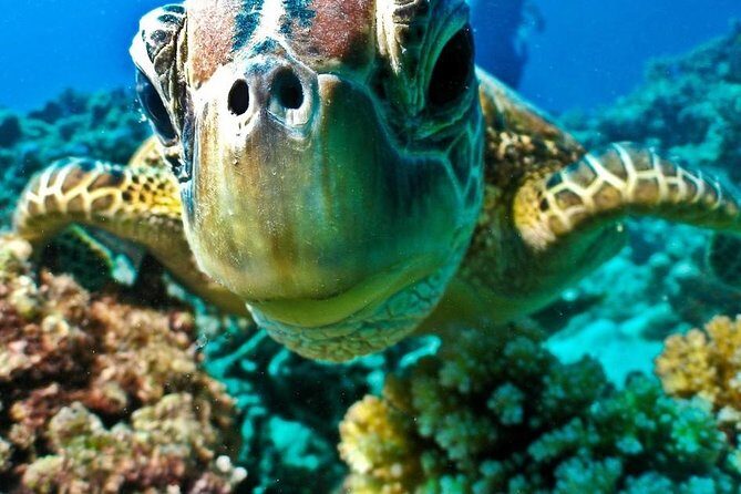 Submarine trip from hurghada sahl hashesh makadi bay soma bay el gouna - FAQ