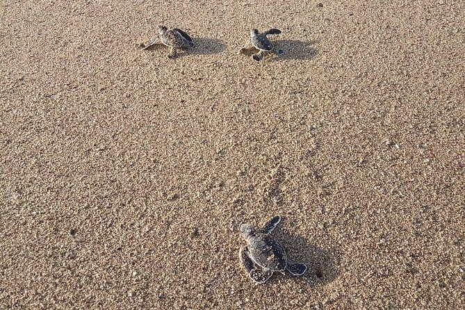 Sukamade Turtle Land Beach (2D1N) - Exploring the Itinerary in Detail