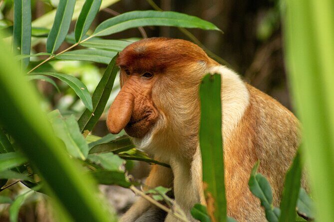 Sukau Rainforest Wildlife and Dawn Cruises Tour in Sandakan - An Introduction to the Tour Experience