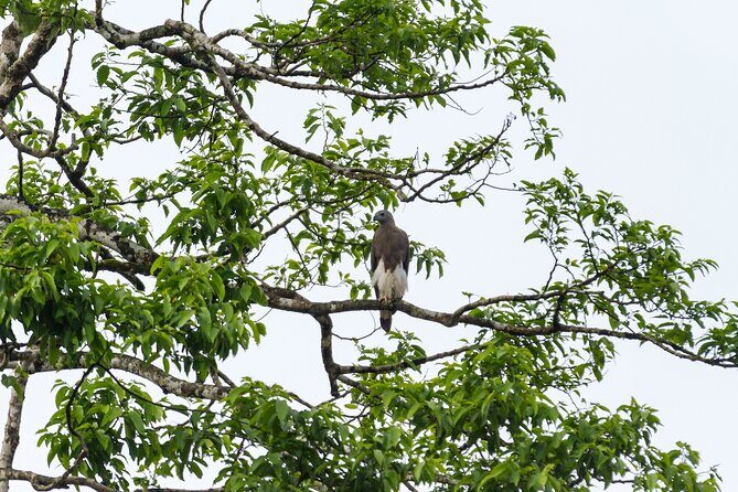 Sukau Rainforest Wildlife and Dawn Cruises Tour in Sandakan - Practical Considerations