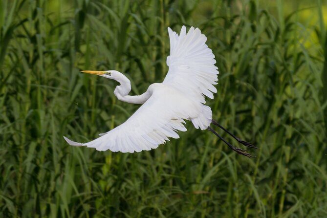 Sukau Rainforest Wildlife and Dawn Cruises Tour in Sandakan - Authentic Experiences and Potential Drawbacks
