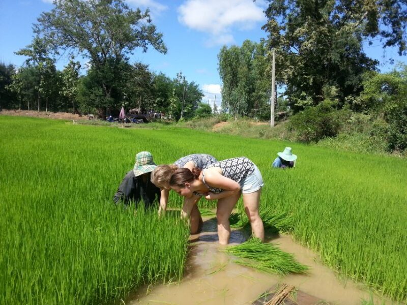 Sukhothai: Half-Day Countryside Bike Tour - The Sum Up