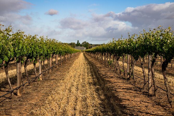 Sula Vineyards Day tour from Mumbai - An Honest Look at the Experience