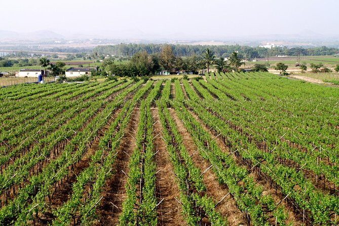 Sula Vineyards Day tour from Mumbai - Who Will Love This Tour?