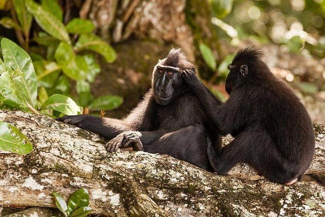Sulawesi Tangkoko National Park Private Tour - The Itinerary Unpacked