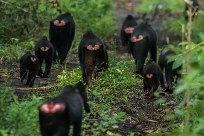 Sulawesi Tangkoko National Park Private Tour - Practical Details You Need to Know