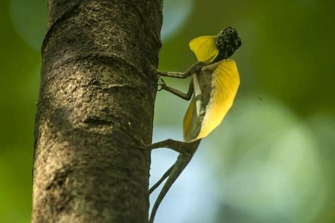 Sulawesi Tangkoko National Park Private Tour - Who Should Consider This Tour?