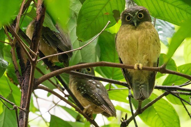 Sulawesi Tangkoko National Park Private Tour - Final Thoughts: Is It Worth It?