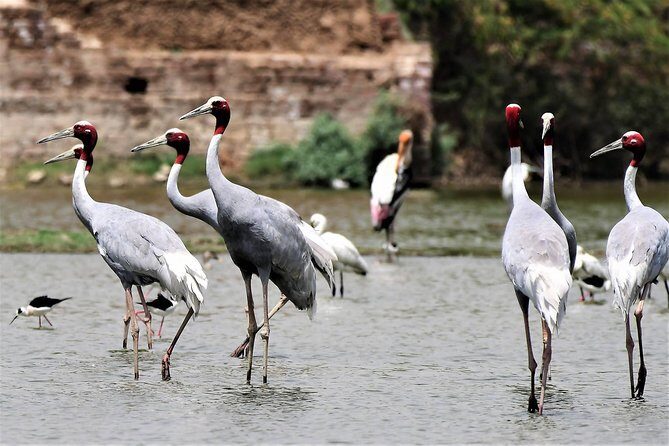 Sultanpur The wonder of Birding from Delhi - Key Points