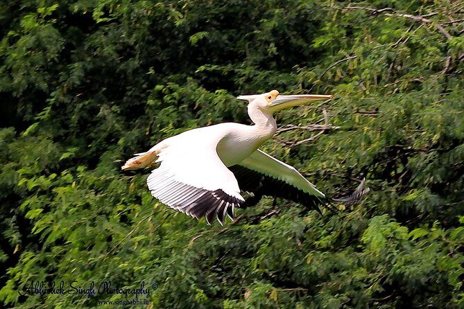 Sultanpur The wonder of Birding from Delhi - An In-Depth Look at the Experience