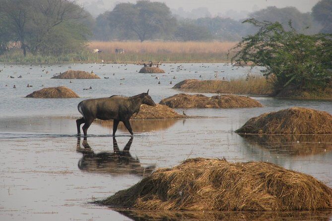 Sultanpur The wonder of Birding from Delhi - The Sum Up