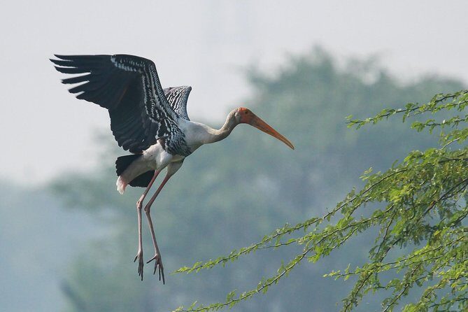 Sultanpur The wonder of Birding from Delhi - FAQ
