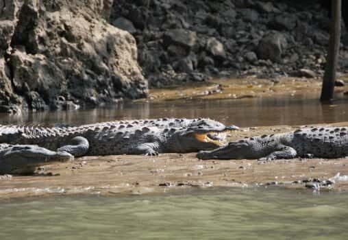 Sumidero Canyon & Chiapa de Corzo: Day Tour from Tuxtla - What Makes This Tour Stand Out