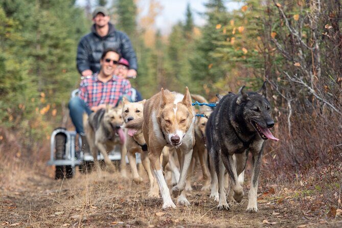 Summer Dog Sledding Adventure in Willow, Alaska - What to Expect During Your Tour